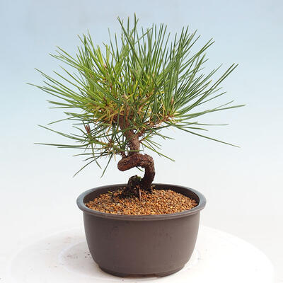 Vonkajší bonsai - Pinus thunbergii - Borovica thunbergova - 4