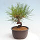 Vonkajší bonsai - Pinus thunbergii - Borovica thunbergova - 4/4