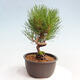 Vonkajší bonsai - Pinus thunbergii - Borovica thunbergova - 4/4