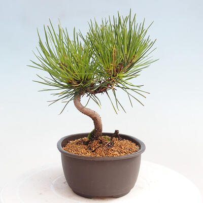 Vonkajší bonsai - Pinus thunbergii - Borovica thunbergova - 4