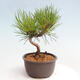 Vonkajší bonsai - Pinus thunbergii - Borovica thunbergova - 4/4