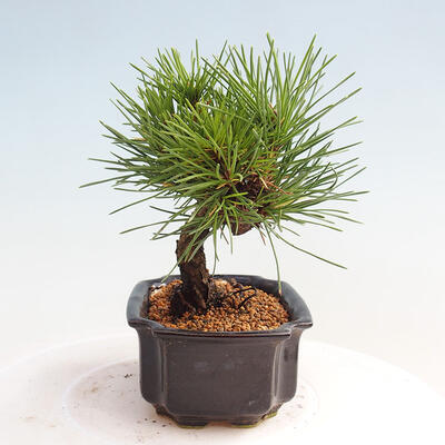 Vonkajší bonsai - Pinus thunbergii - Borovica thunbergova - 4