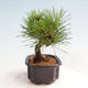 Vonkajší bonsai - Pinus thunbergii - Borovica thunbergova - 4/4