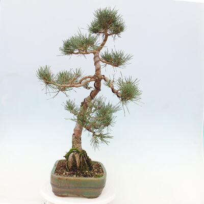 Vonkajšie bonsai - Pinus Sylvestris - Borovica lesná - 4