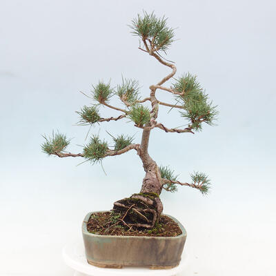 Vonkajšie bonsai - Pinus Sylvestris - Borovica lesná - 4