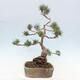 Vonkajšie bonsai - Pinus Sylvestris - Borovica lesná - 4/4