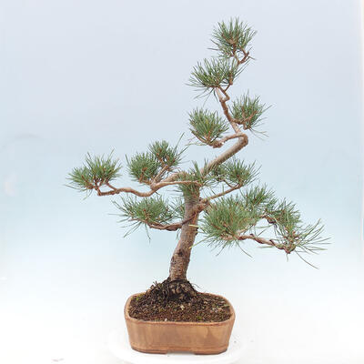 Vonkajšie bonsai - Pinus Sylvestris - Borovica lesná - 4