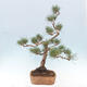 Vonkajšie bonsai - Pinus Sylvestris - Borovica lesná - 4/4