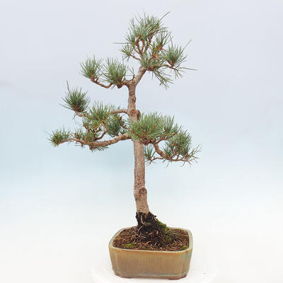 Vonkajšie bonsai - Pinus Sylvestris - Borovica lesná - 4