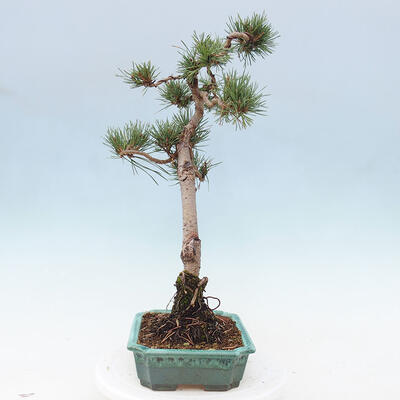 Vonkajšie bonsai - Pinus Sylvestris - Borovica lesná - 4