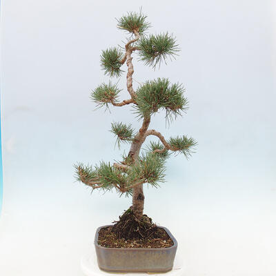 Vonkajšie bonsai - Pinus Sylvestris - Borovica lesná - 4