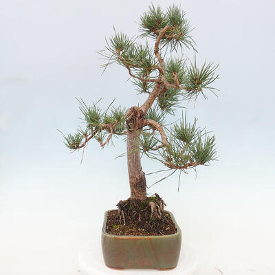 Vonkajšie bonsai - Pinus Sylvestris - Borovica lesná - 4