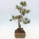 Vonkajšie bonsai - Pinus Sylvestris - Borovica lesná - 4/4