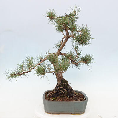 Vonkajšie bonsai - Pinus Sylvestris - Borovica lesná - 4