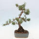 Vonkajšie bonsai - Pinus Sylvestris - Borovica lesná - 4/4