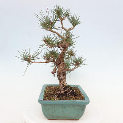 Vonkajšie bonsai - Pinus Sylvestris - Borovica lesná - 4