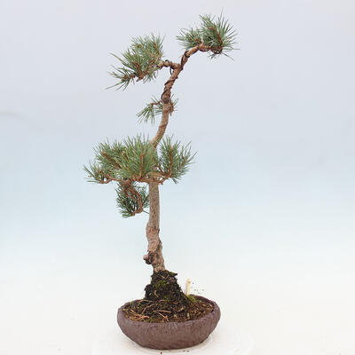 Vonkajšie bonsai - Pinus Sylvestris - Borovica lesná - 4