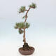 Vonkajšie bonsai - Pinus Sylvestris - Borovica lesná - 4/4