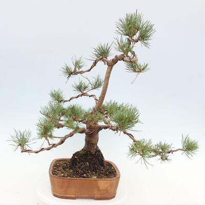 Vonkajšie bonsai - Pinus Sylvestris - Borovica lesná - 4