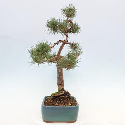 Vonkajšie bonsai - Pinus Sylvestris - Borovica lesná - 4