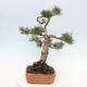 Vonkajšie bonsai - Pinus Sylvestris - Borovica lesná - 4/4