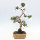 Vonkajšie bonsai - Pinus Sylvestris - Borovica lesná - 4/4