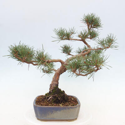 Vonkajšie bonsai - Pinus Sylvestris - Borovica lesná - 4