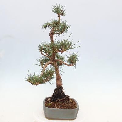 Vonkajšie bonsai - Pinus Sylvestris - Borovica lesná - 4