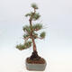 Vonkajšie bonsai - Pinus Sylvestris - Borovica lesná - 4/4