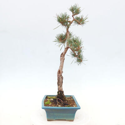 Vonkajšie bonsai - Pinus Sylvestris - Borovica lesná - 4