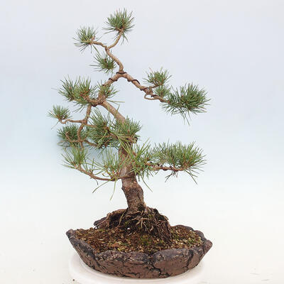 Vonkajšie bonsai - Pinus Sylvestris - Borovica lesná - 4