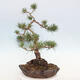 Vonkajšie bonsai - Pinus Sylvestris - Borovica lesná - 4/4