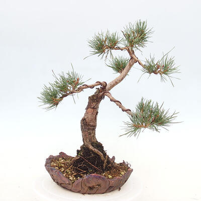 Vonkajšie bonsai - Pinus Sylvestris - Borovica lesná - 4