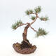 Vonkajšie bonsai - Pinus Sylvestris - Borovica lesná - 4/4