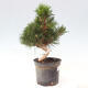 Vonkajší bonsai - Pinus thunbergii - Borovica thunbergova - 4/6