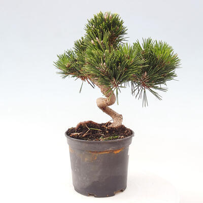 Vonkajší bonsai - Pinus thunbergii - Borovica thunbergova - 4