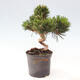 Vonkajší bonsai - Pinus thunbergii - Borovica thunbergova - 4/6