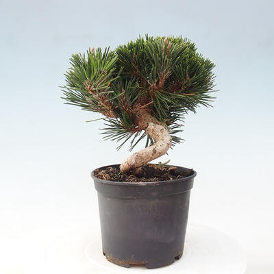 Vonkajší bonsai - Pinus thunbergii - Borovica thunbergova - 4