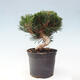 Vonkajší bonsai - Pinus thunbergii - Borovica thunbergova - 4/6