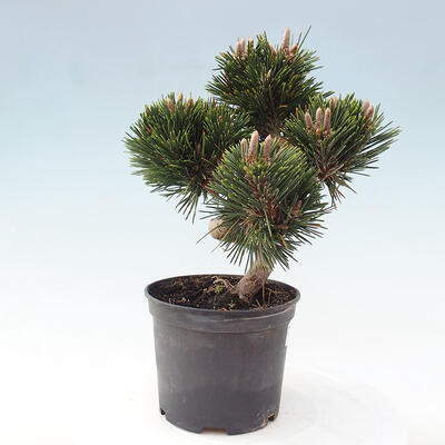 Vonkajší bonsai - Pinus thunbergii - Borovica thunbergova - 4