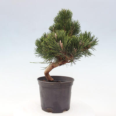 Vonkajší bonsai - Pinus thunbergii senjyumaru - Borovica thunbergova - 4