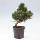 Vonkajší bonsai - Pinus thunbergii senjyumaru - Borovica thunbergova - 4/6