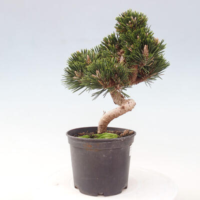 Vonkajší bonsai - Pinus thunbergii - Borovica thunbergova - 4