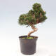 Vonkajší bonsai - Pinus thunbergii - Borovica thunbergova - 4/6