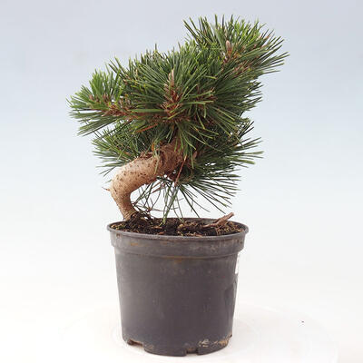 Vonkajší bonsai - Pinus thunbergii - Borovica thunbergova - 4