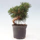 Vonkajší bonsai - Pinus thunbergii - Borovica thunbergova - 4/6