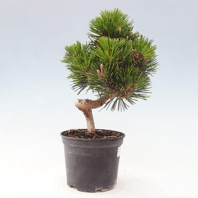 Vonkajší bonsai - Pinus thunbergii senjyumaru - Borovica thunbergova - 4