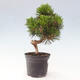 Vonkajší bonsai - Pinus thunbergii senjyumaru - Borovica thunbergova - 4/6