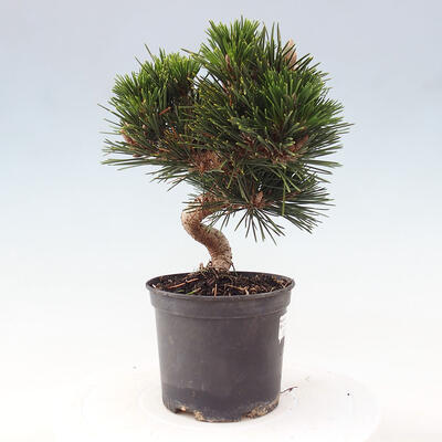 Vonkajší bonsai - Pinus thunbergii - Borovica thunbergova - 4