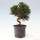 Vonkajší bonsai - Pinus thunbergii - Borovica thunbergova - 4/6